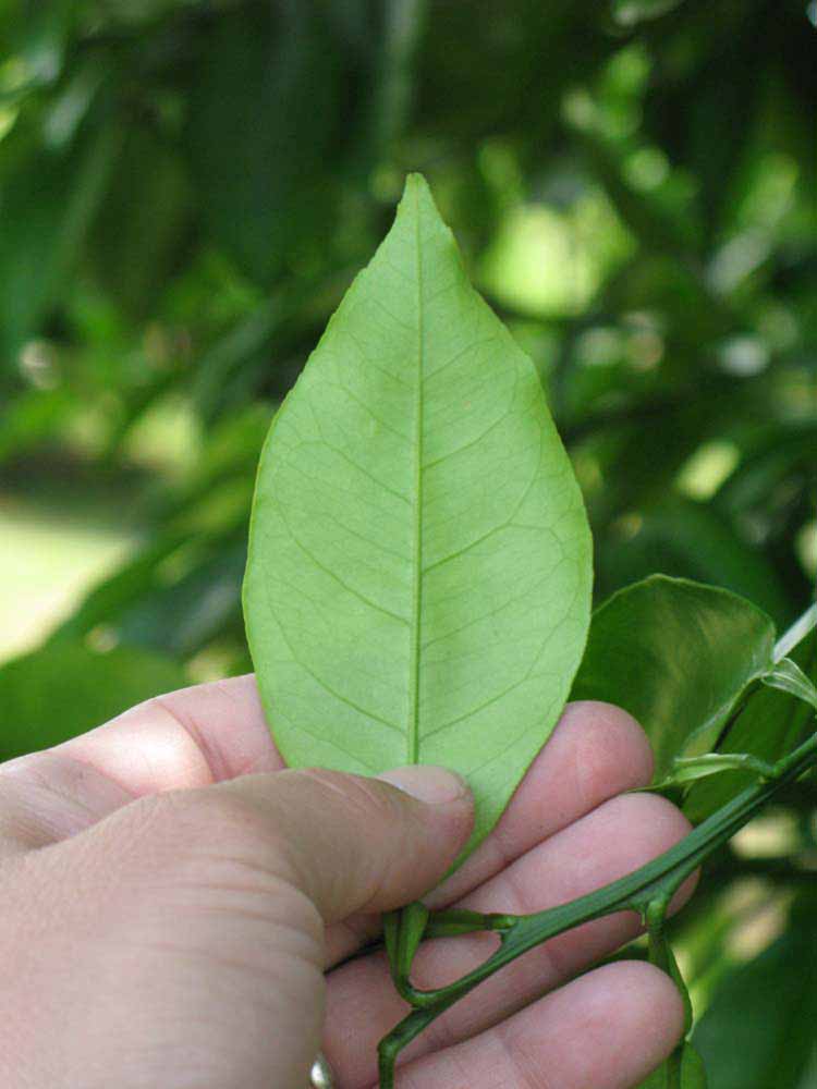              Unifoliolate leaf (Winter Haven, FL)       